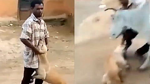 Una enorme vaca embistió al hombre, quien inmediatamente suelta al canino