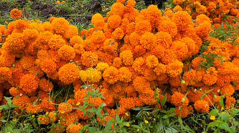Biznaga Vívero en estos días recibirá las flores que ya no quieras