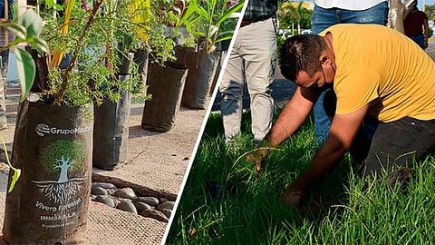 El H. Ayuntamiento de Lázaro Cárdenas busca resarcir los daños ecológicos que dejo el huracán Rick