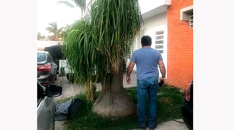 La pata de elefante es una especie arbórea, monocotiledónea, dioica de 4 a 15 m. de alto