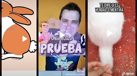 Fue Jimmy de Pongámoslo A Prueba quien subió un video en el que compartió cómo es que luce la cola de estos animales