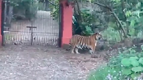 El tigre fue captado en video el sábado 14 de noviembre