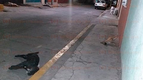 Los vecinos suponen que alguien dejó comida envenenada en la calle