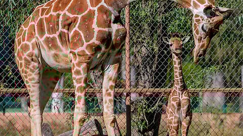 El gobernador anunció el nacimiento de este ejemplar