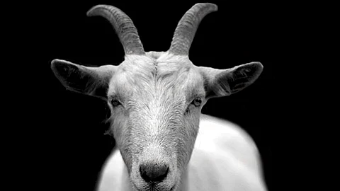 El dueño del animal, un granjero de 46 años de edad, quedó atónito cuando vio la inusual apariencia del cabrito