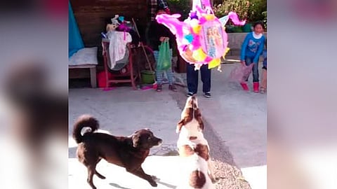 Los lomitos también tendrán piñata