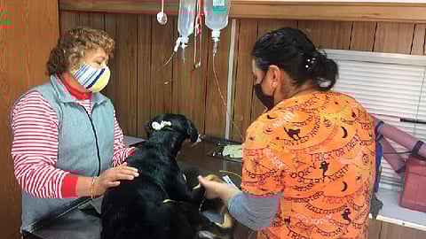 Conoce los precios de los servicios del Centro de Atención Animal de Morelia