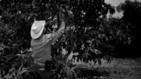 Los hechos, en Pátzcuaro