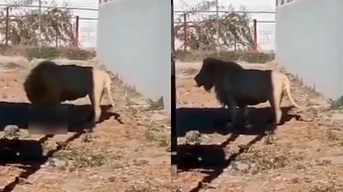 León se come a su cría frente a visitantes en un zoológico de México