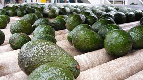 Año con año se incrementa la exportación de aguacate para el Super Bowl desde Michoacán
