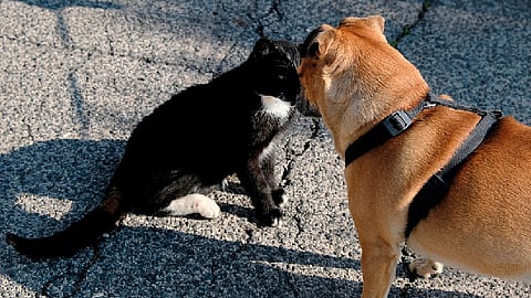 Aplicar Ley de Protección Animal, exhorta 75 Legislatura a los Ayuntamientos