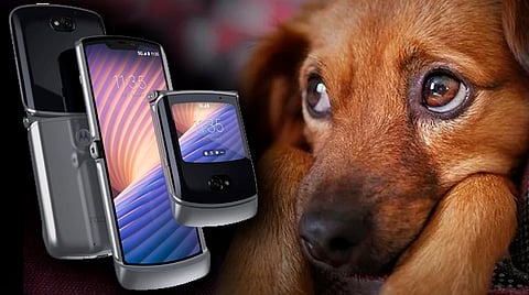 Las esterilizaciones están proyectadas para llevarse a cabo en varias colonias de Morelia