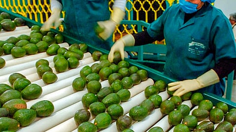 En días pasados la importación del fruto fue suspendido