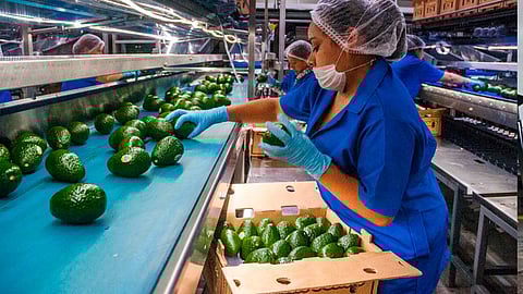 Además se dará seguridad a las instalaciones de la USDA en el municipio de Uruapan