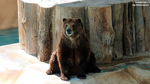 Algunos miden hasta 2 metros de largo