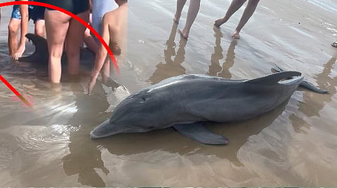 Delfín muere al quedar varado en una playa; bañistas prefirieron montarlo que ayudarlo