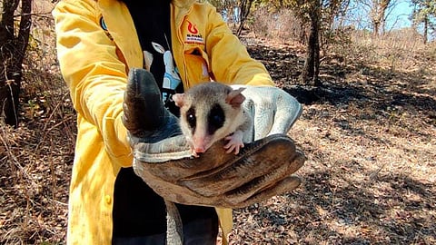El tlacuachin o ratón gris (Tlacuatzin canescens) es una especie endémica de México que se distribuye desde Sonora hasta Oaxaca