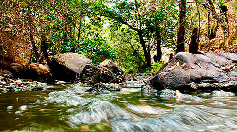 Invitan a preservar el hábitat del ajolote en las "Cañadas del Río Chiquito"