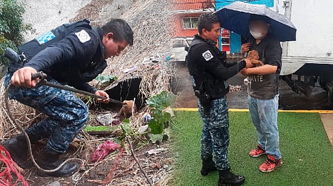 El perrito cayó a una barranca de aproximadamente 30 metros de profundidad