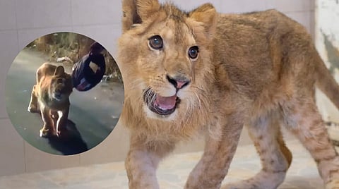 El rescate se dio gracias a que vecinos alertaron a las autoridades sobre la presencia del animal