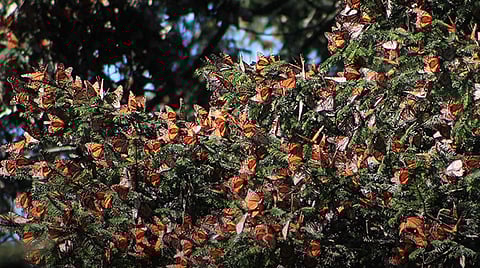 Michoacán: santuarios de la mariposa Monarca superan expectativas de afluencia