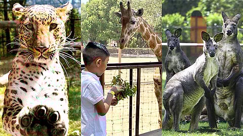 Los visitantes podrán conocer 349 especies animales y atracciones como la Cabaña Encantada, El Ranchito, el acuario y herpetario