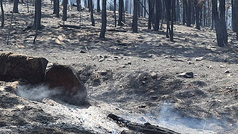 La tala ilegal y el cambio de uso de suelo, son las principales amenazas para los bosques en Michoacán