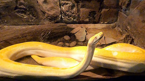 Esta clase de reptiles brindan distintos beneficios biológicos, ecológicos y medicinales