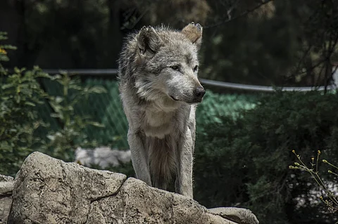 En marzo del 2021 llegó al parque una pareja de lobos canadienses