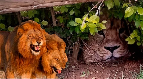 Finalmente se acercaron y se percataron que el animal que veían como una gran amenaza en realidad era sólo una bolsa de supermercado