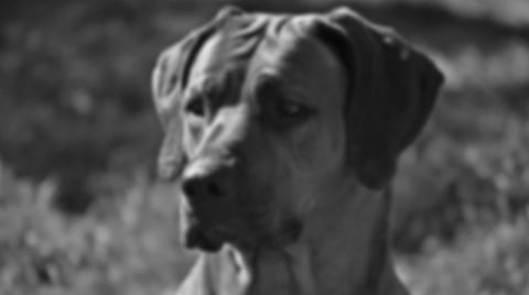 En Morelia, mató a hombre a golpes porque su perro no traía correa; fue detenido