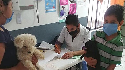 Se les debe aplicar una dosis de refuerzo al cumplir tres meses de vida para, posteriormente, inocularlos cada año durante la vida del animal