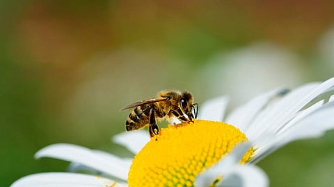 En México disminuye la población de estos insectos por el uso de agroquímicos en algunos estados