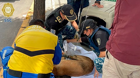 Paramédico le dan primeros auxilios a perrito atropellado en CDMX