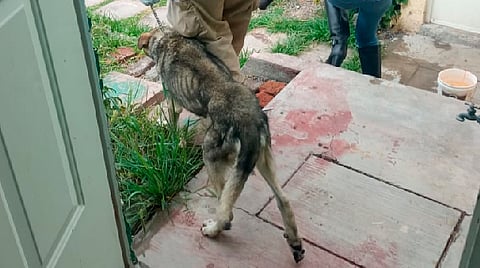 Se llevó una orden de cateo en el domicilio