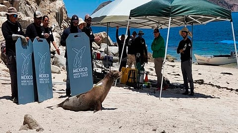 Liberan a 3 lobos marinos que estaban atrapados en redes de pesca en Baja California