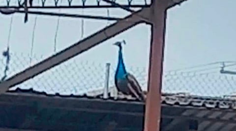 El animal fue captado por vecinos de la zona