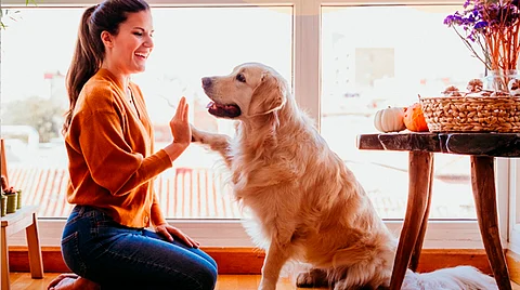 Habrá tres conferencias de especialistas en conducta animal, un bazar con todo para consentir a las mascotas, una zona gastronómica para degustar los mejores platillos y más