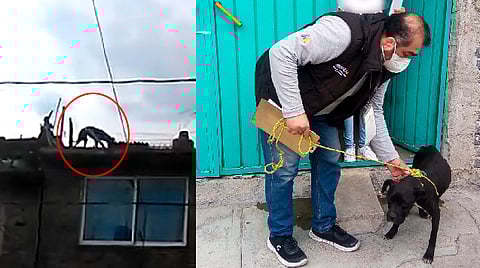 Rescatan a perrito que estaba en una azotea, desnutrido y sin resguardo en EdoMex