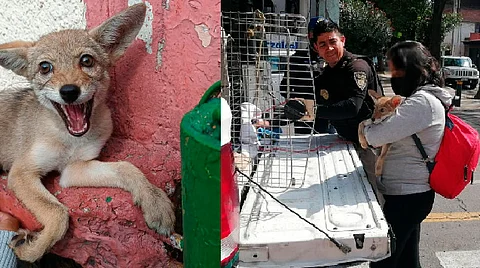 Rescatan a cachorro de coyote que deambulaba por las calles en CDMX