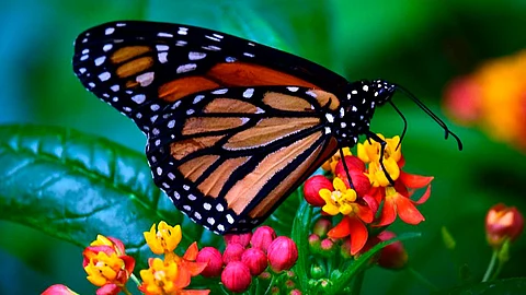 El cambio climático ha impactado en la conservación de este tipo de mariposa