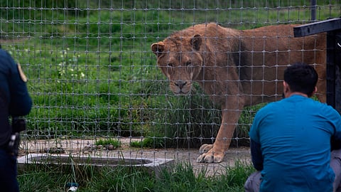 Los animales llegaron la noche del sábado al Zoológico de Morelia