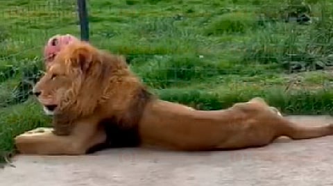 Dos leonas, un león y una tigresa están en cuarentena y bajo cuidados médicos