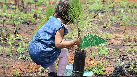 Cofom cuenta con 2 millones de plantas para reforestación; hay déficit de 300 mil