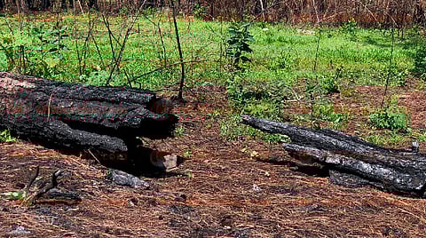 Sin rastro de denuncias ambientales interpuestas en administración de Silvano: Cofom