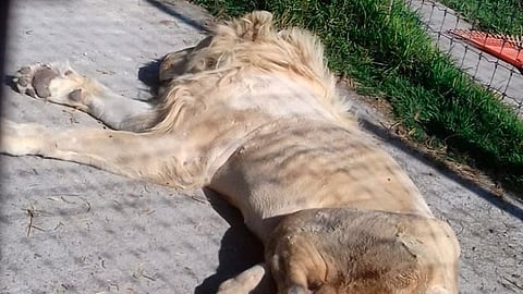 Algunos animalitos están muy débiles