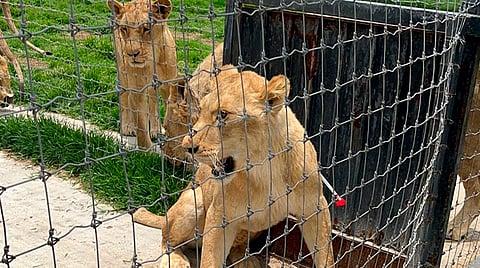 Llegarían este viernes al zoo de Morelia los felinos rescatados en CDMX
