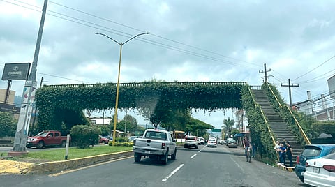 Se trata de un puente que está lleno de vegetación por todos lados, excepto por la zona por la que atraviesa la gente