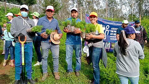 Realizan Ayuntamiento de Pátzcuaro, sociedad y empresa Driscoll's reforestación en Tzurumútaro