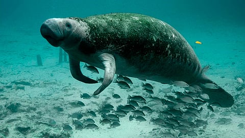 Aunque era un animal protegido, ya no hay registros de él